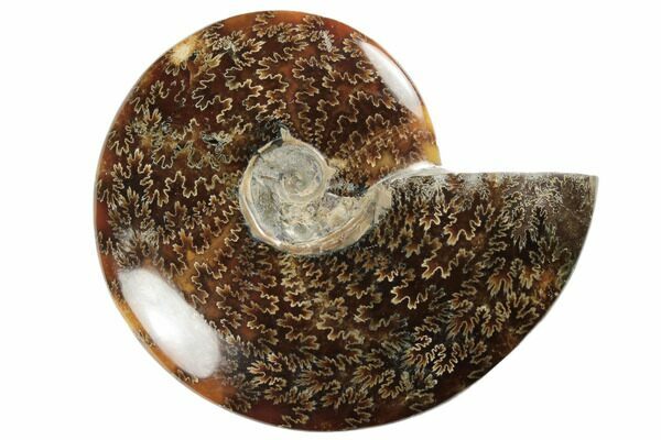 A polished Cleoniceras 
ammonite fossil from Madagascar showing a particularly well-defined suture pattern.